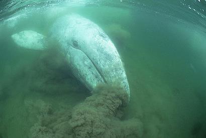 Gray Whale Feeding and