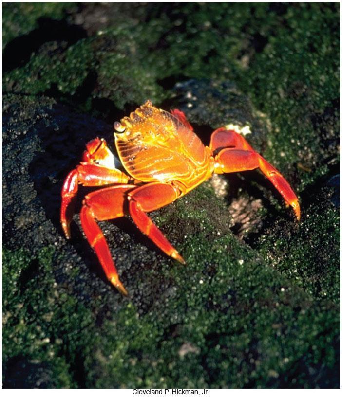 Sally Lightfoot Crab,