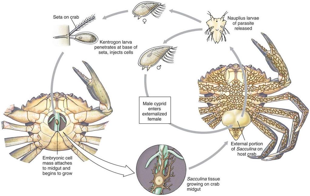 Life cycle of parasitic barnacle.