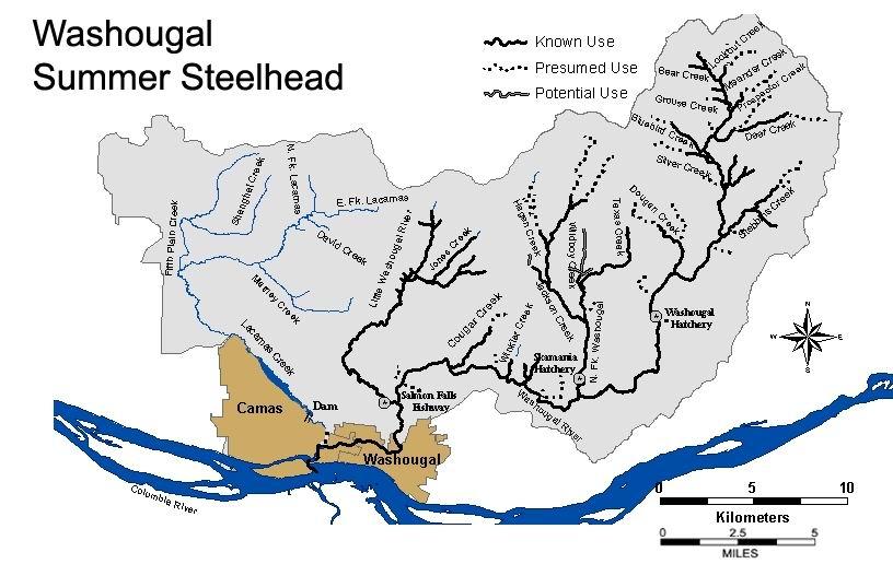 15.2.4 Summer Steelhead Washougal Subbasin ESA: Threatened 1998 SASSI: Unknown 2002 Distribution Spawning occurs throughout the mainstem Washougal River, including the tributaries of the West Fork