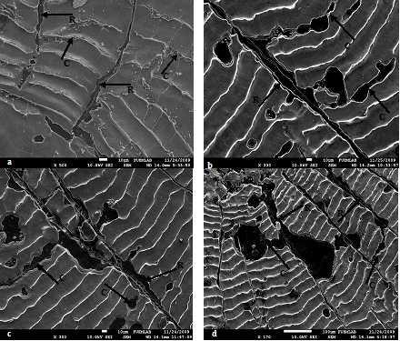 Figure 3: Radii and circuli micrograph of C. carpio scales by SEM.
