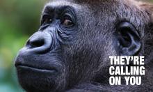 You can help save gorillas in Africa simply by donating your mobile