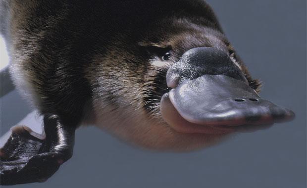 Platypus Sumatran Tiger Did you know? The Platypus makes a soft growling sound when disturbed Adult Platypuses do not have teeth, having instead horny plates in their mouth to crush the food.