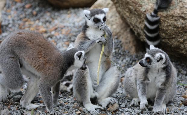 Stunning landscapes and soundscapes will transport you into the forests of Madagascar, home of the world s remaining lemur species, and make it hard to believe you re still at Melbourne Zoo!