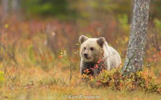 Newsletter Autumn 2017 September In September we were happy to witness autumn with its best sceneries; spectacular yellow-red autumn colours with bears and wolverines.