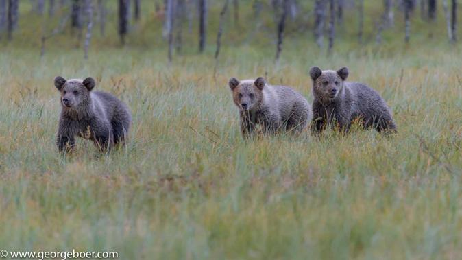 August offered many diverse photographic possibilities with bears, wolverines and photo-elements, such as mist and silhouette.