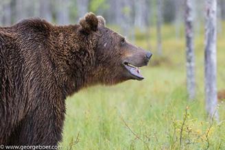 Newsletter Summer 2017 August The male bears of most time have been a light brown male, a darker male bear and Brutus.