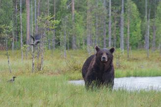 When more bears are present it is higher chances to see and photograph bears fighting, also hearing when they