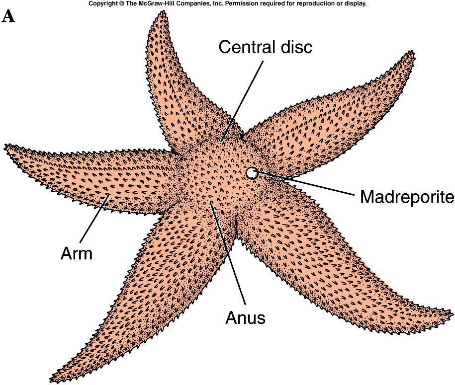 Sea stars have a central disc with tapering arms extending outward.