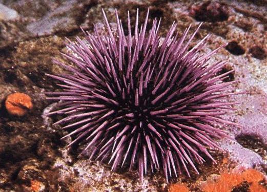 Regular urchins move by tube feet irregular urchins move by their spines. Echinoids occur from intertidal regions to deep ocean.