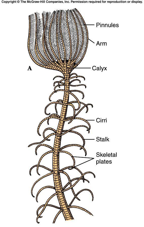 The body disc or calyx is covered with a leathery skin or tegmen of calcareous plates. The five arms branch to form more arms, each with lateral pinnules as in a feather.