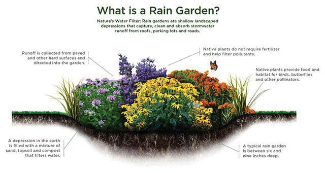 Rain Garden examples