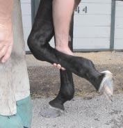 hoof capsule to the leg. This is evident in photo 9.