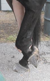 Many of these farriers were already forging the support but indicated a shoe that had more material in the heel area of the branch would make it possible to either reduce the