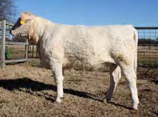 Her dam is a powerful Rio Blanco cow with superb udder quality, and out of Double-H s great donor cow, Metallic 9K.