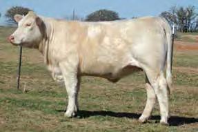 His daughters have greatly impressed the Charolais breed and have sold extremely well, most in the $3,000 and up range.