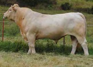 Cows/heifers selling as bred will be Vet Checked and all bulls of age will have a BSE and qualified Trich tests.