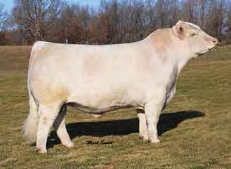 9 14 Selling 3/4 interest and Full possession, fertility tested. From an extremely strong family of winning genetics!