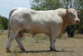 8 Selling you choice of 4 ET calves due in March 2014. Choice must be made by July 15, 2014. L428 has become one of the most dominating cows in the Southwest.