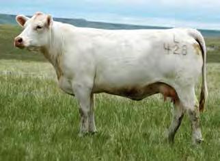 Equity was the high-selling bull in the 2013 DeBruycker Bull Sale at $32,000 for half-interest. He is a son of the very popular Cobalt bull. His first calves arrive this spring.