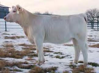 5 S$ DAYLIGHT 28E MISS BH A1 WCR SIR DUKE 761 WCR MISS MAC IV 534 MR DEMPSEYS WQQ ET MISS HCR QUALITY POLLED Consignor: Rick & Cindy Evans, Brownwood, TX (325) 646-1561 Sells open, this powerful