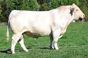 Ms Perfect Mark was recently flushed and produced 16 embryos by Cigar. This is a cow family that works with everything. Ranks in top 6% Milk and top 15% TM for breed EPDs.