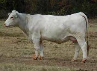 A great pedigree tracing to the M6 champion, 2177 that is out of the great Mamie s Delight donor cow. This sharp female offers a top 8% WW and top 15% YW EPDs and top 15% CWT and FAT Carcass EPDs.