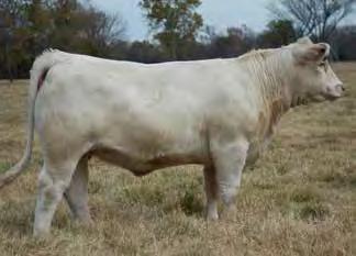 Out of the very prolific Galli background that has produced a lot of great cattle for Kyle Reaves. Galli consistently produced over 20 embryos per flush, many time over 30.