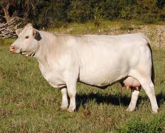 MS HAVERSHAM Dam of Lot 18 Sells open, one of the first offerings of our Canadian influenced sire and a very remarkable donor cow, Ms Haversham. One of the most ideal phenotype cows in the breed.