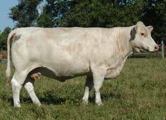 9 Bred AI to SC Mr Smooth 946 P ET, M516502; PE from 12/1/13 to 4/10/14 to M6 Full Speed 109. Only because Hale Farms has embryos from this cow do we consider selling her.