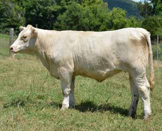 7 23 45 5-6.7 16 0.9 Sells open, a very sharp, eye-appealing heifer with lots of style and growth. This show prospect has plenty of credentials to be considered for the ring and as a great brood cow.