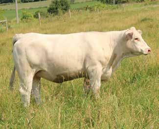 85 lbs EPDs: 6.0-2.7 19 40 5 3.9 15 0.7 Bred AI on 5/10/14 to LT Ledger 0332, the $105,000 top seller in the Lindskov-Thiel Bull Sale.
