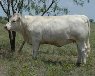 Infantry was one of the great sires from the D414 cow at DeBruyckers. She was a massive, deep cow with tremendous milking ability.