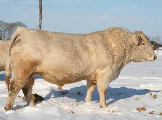 0 Exclusive opportunity to obtain towering genetics for maximum progress in the Charolais industry. Selling 3 embryos with a guarantee of one pregnancy if implanted by qualified embryologist.