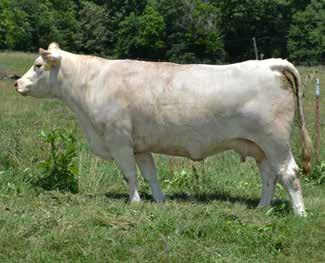 This big, powerful Donor cow will be ready to flush shortly after the sale, around the middle of October 2014. A super producer with an extremely powerful pedigree of proven ability.