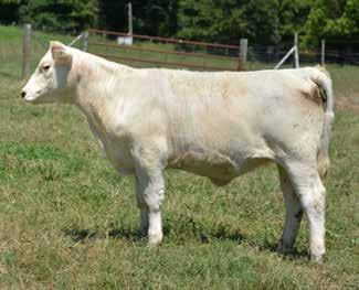 0 This mating should excite almost every breeder in the industry! This will be a real power packed mating for extra beef performance and maternal ability!