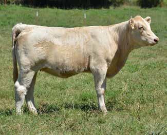 0 1.8 43 81 7 4.0 28 1.3 Sells open, a paternal sib to JDJ Maximo. These Ledger daughters are very popular and this heavily used sire is very consistent all over the U. S. in a lot of different herds.
