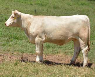 1 HF STORM CHASER U1199 Sire of Lots 11-14 Sells open, a very stylish heifer with impeccable pedigree.