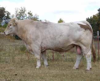 Two years ago, Bruce Roy purchased several of them in the Gathering Sale and he reports they are making tremendous cows. Very feminine, milk great and make great mothers.