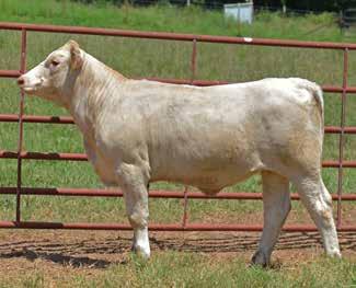 0 Sells open, a very special heifer due to her background. The Y790 cow is one of the great foundation cows at DeBruycker s.