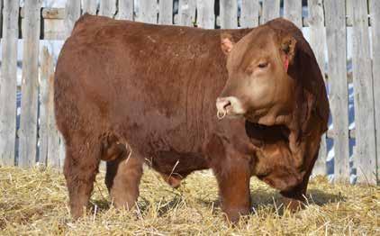 FLF LAURA 260P 11 0.4 67 91 32 66 10-0.49 24 0.19-0.18 65.67 Lot 16 is one of our best red bulls. Evan has a 66 pound BW with a 763 weaning weight, for an awesome birth to weaning ratio.