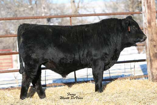 1 62 90 25 54 8-0.46 18 0.35 0.07 73.84 Lot 27 is the only red 50% Balancer bull in this years sale and he s pretty stinking good.