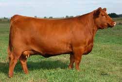 We saw his dam at Agribition and immediately fell in love with her. In our eyes she s as close to phenotypically flawless as we ve seen in a Red Angus female.