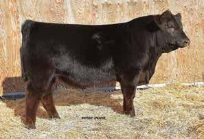 RACA MS MAPLE 812U DVE DAVIDSON PLD NECK 6T SEPT FITCH N008 ET 10 2.5 72 86 27 63 7-0.56 23 0.48 0.08 71.37 Empire is another bull that we halter broke with the intention of taking him to Denver.