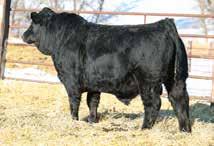 VG VALLEY MISS 62P 85 779 3/109 769 7 2.2 74 99 24 65 4-0.48 31 0.16-0.15 66.33 6/99 Nearly a completely Canadian pedigree, this guy is out of one of Klint s favorite cows in the herd VG 7X.