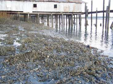 Elizabeth Cheney An oyster reef in the making after only two growing seasons in Belleville, Georgia. children because of their quiet waters are prone to water quality standards.