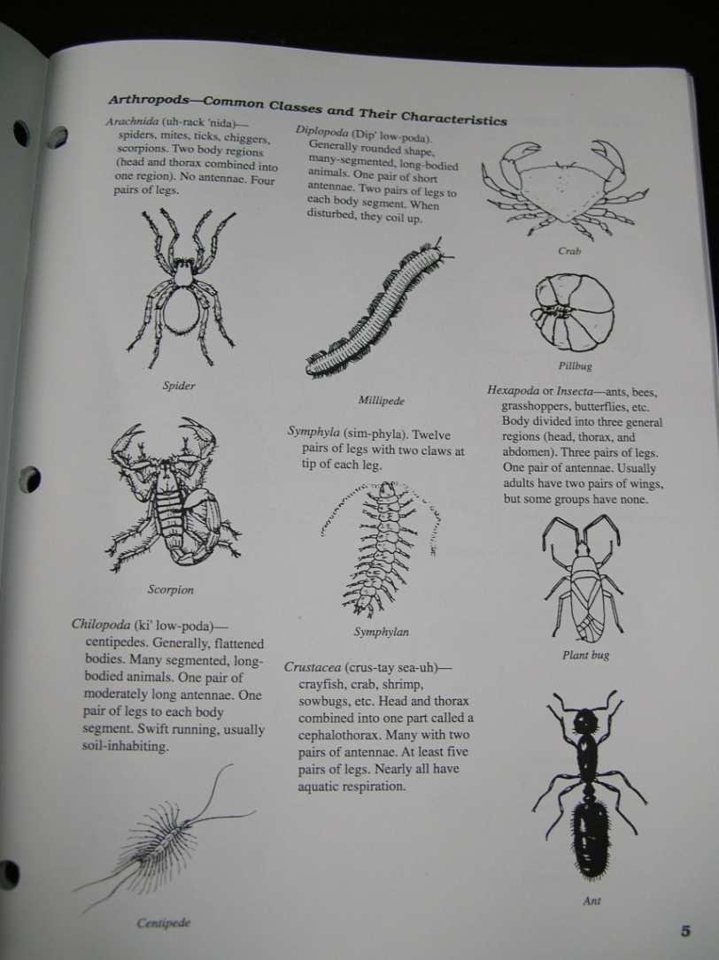 ACTIVITY 4: OBSERVING ARTHROPODS In the 4-H Entomology Member Manual (3221) on page 5, a number of animals, which are arthropods, are described.