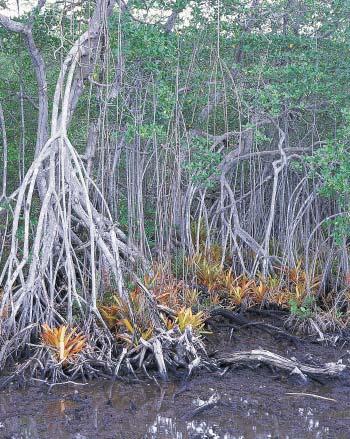 Figure 13 Mangrove swamps are found along warm, tropical coasts and are dominated by salt-tolerant mangrove trees.