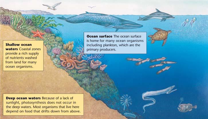 Figure 17 The amount of sunlight available determines which organisms can live in each layer of the ocean.