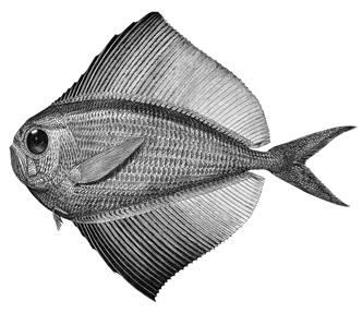 1032 Pterycombus brama Fries, 1837 Bramidae Atlantic fanfish Range: Habitat: North Atlantic Ocean and Mediterranean Sea; in the western North Atlantic from Newfoundland, Grand Bank and Flemish Cap to